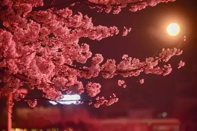 亡命救护车 产品图片