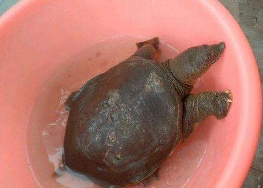 依然爱丽丝 产品图片