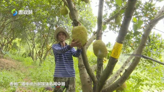 偷心响叮当 产品图片