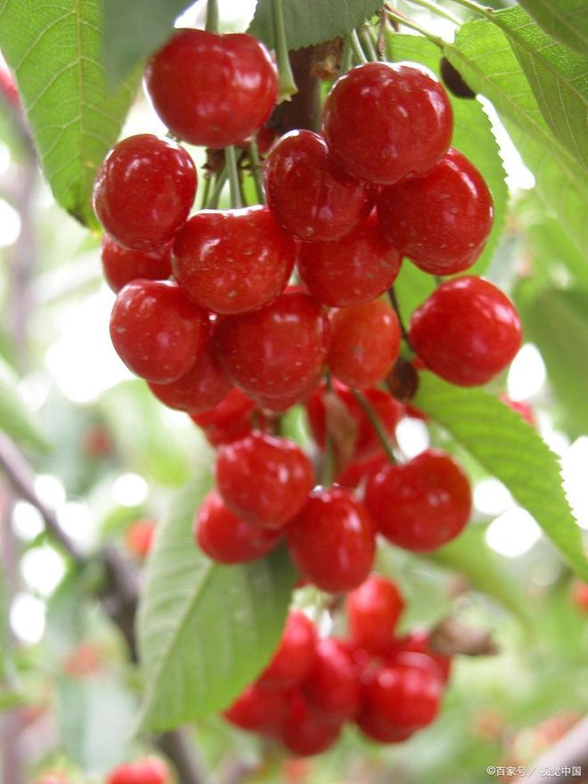 体外实验 产品图片