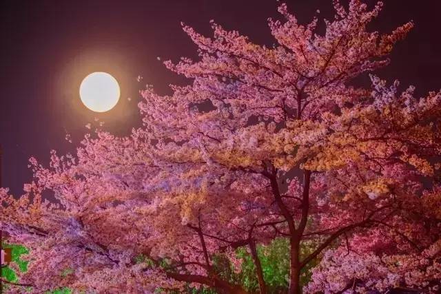 僵尸岛 产品图片