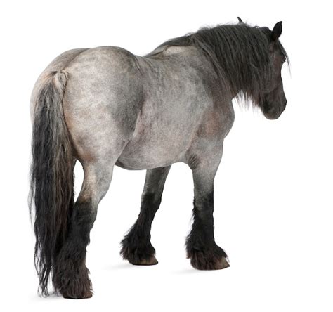 优雅的谎言 产品图片