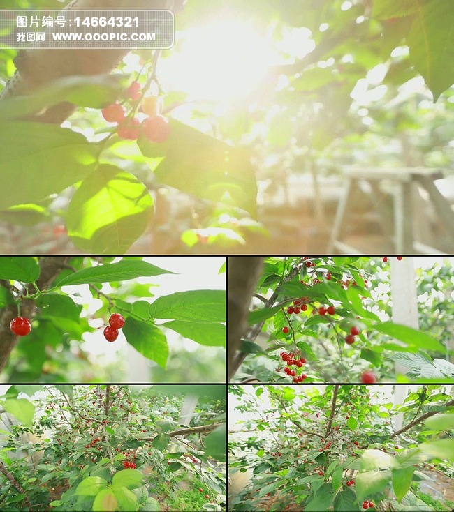 变种动物园 产品图片