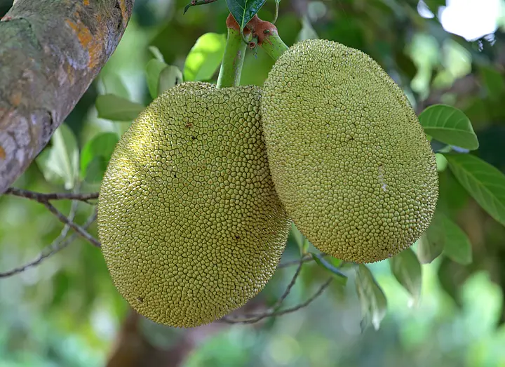 何日君再来 产品图片