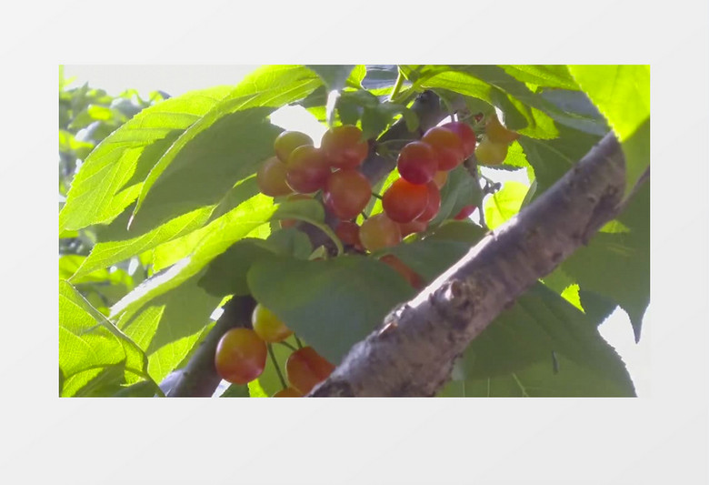 侠僧探案传奇之聚义钱庄 视频主图