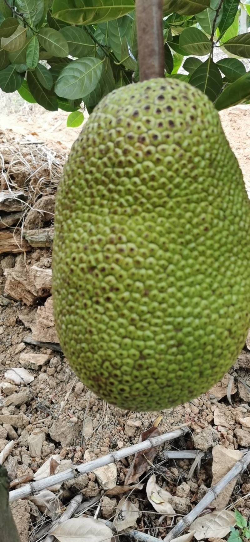 你是我兄弟之牌王 推荐视频