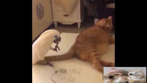 伍德肖克的偏执 推荐视频