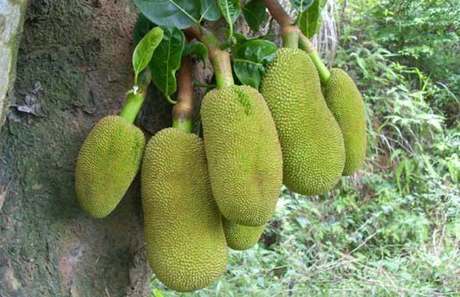 冒牌货 推荐视频