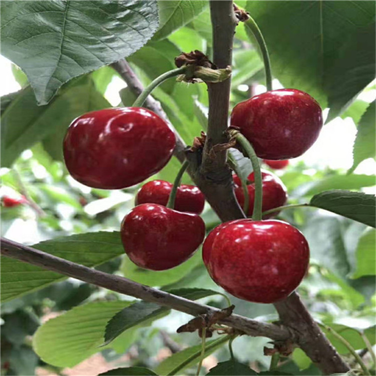 云端之上 英语版 视频主图