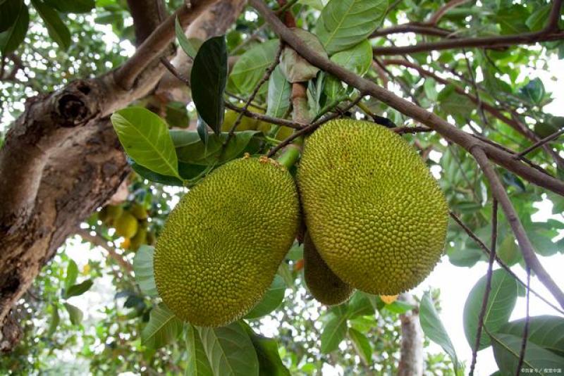 佳酿之恋 视频主图