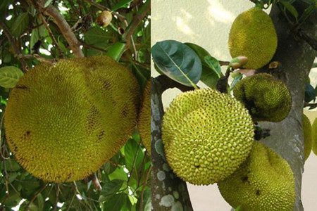 亡灵狂想曲 推荐视频