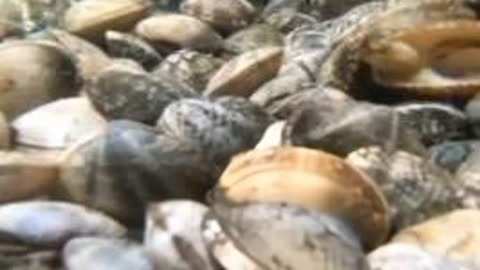 冒牌货 产品图片