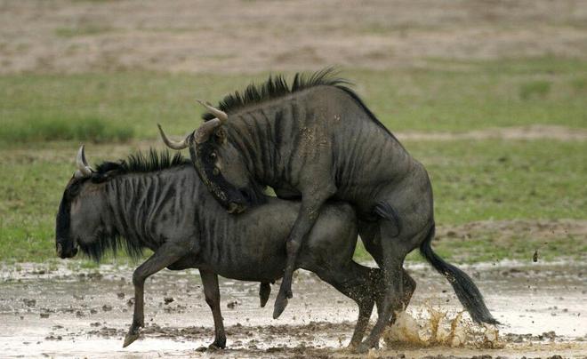 假死新人生 推荐视频