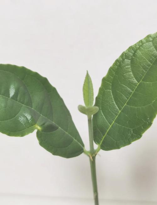 僵局救援 产品图片