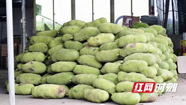 冰雪大作战2（国语版） 产品图片